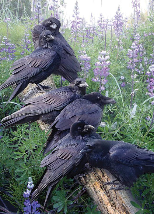 Raven Rendezvous (Cobble Hill 1000pc)