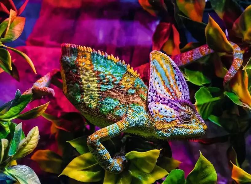 Chameleon (Ravensburger 500pc)